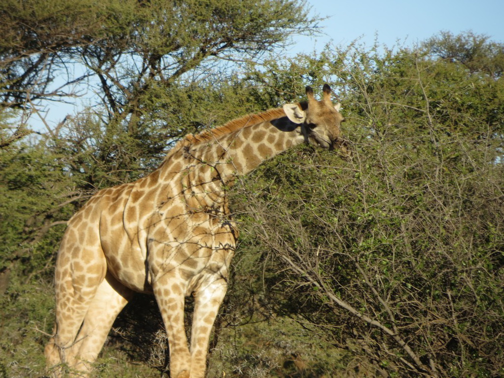 safrica-mokala-safari-047