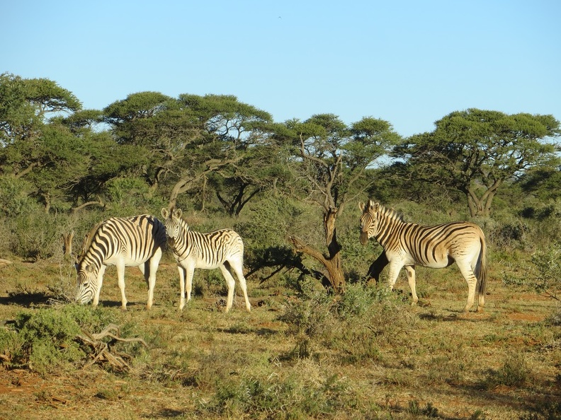 safrica-mokala-safari-050