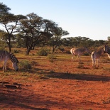 safrica-mokala-safari-051