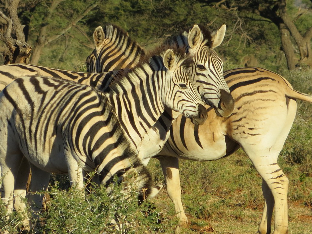 safrica-mokala-safari-053