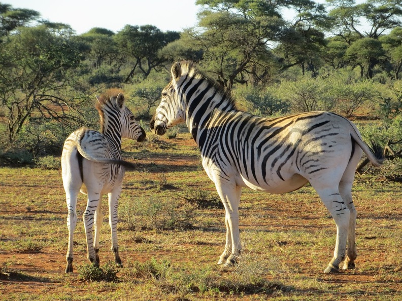 safrica-mokala-safari-052.jpg