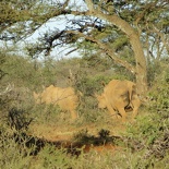 safrica-mokala-safari-056