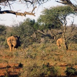 safrica-mokala-safari-057
