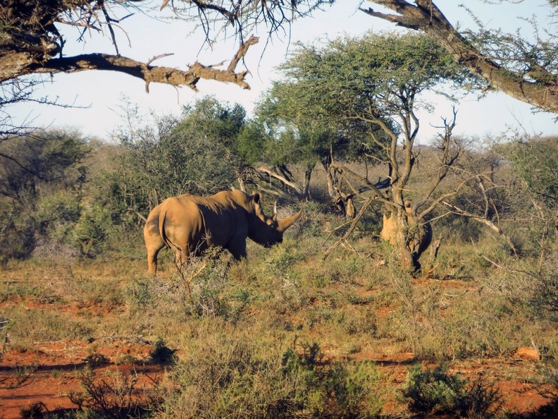 safrica-mokala-safari-058.jpg
