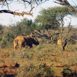 safrica-mokala-safari-058