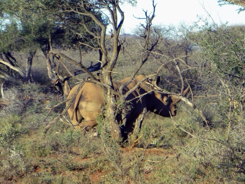 safrica-mokala-safari-059.jpg