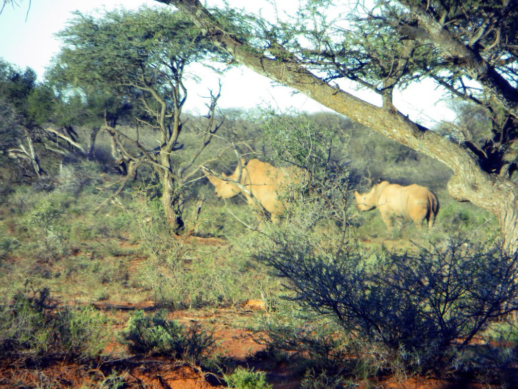 safrica-mokala-safari-060