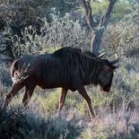 safrica-mokala-safari-062
