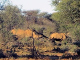 safrica-mokala-safari-061
