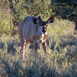 safrica-mokala-safari-063