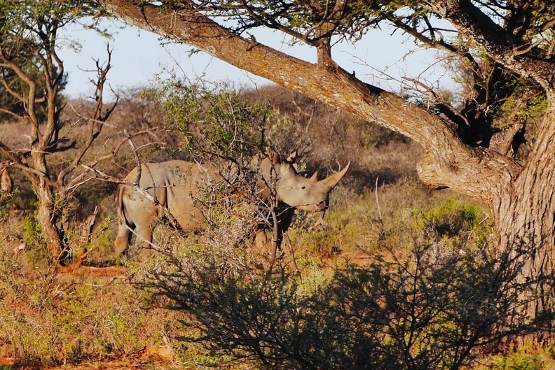 safrica-mokala-safari-073.jpg