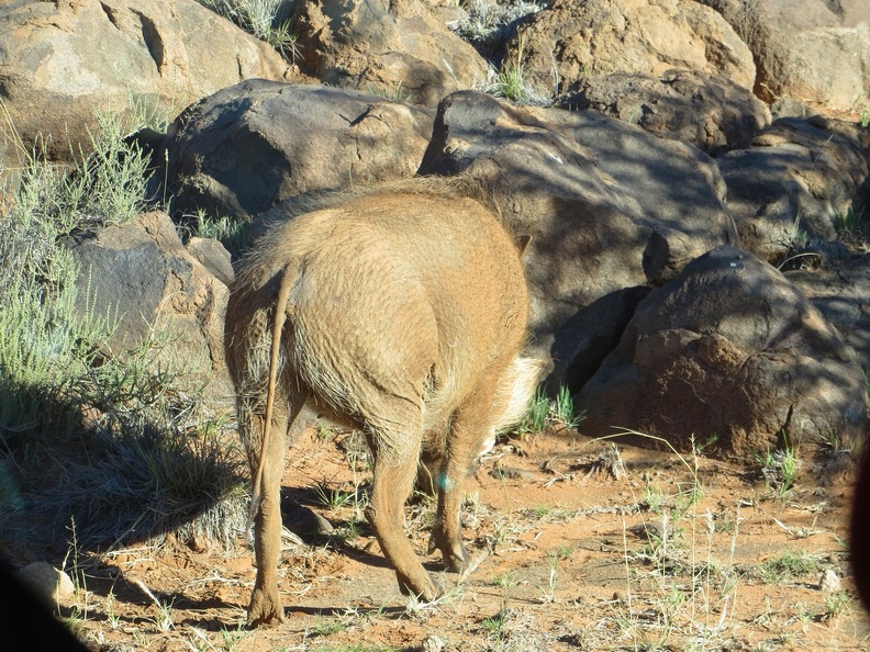 safrica-mokala-safari-009