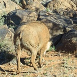 safrica-mokala-safari-009