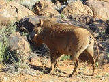 safrica-mokala-safari-010