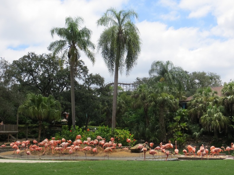 busch-gardens-tampa-027