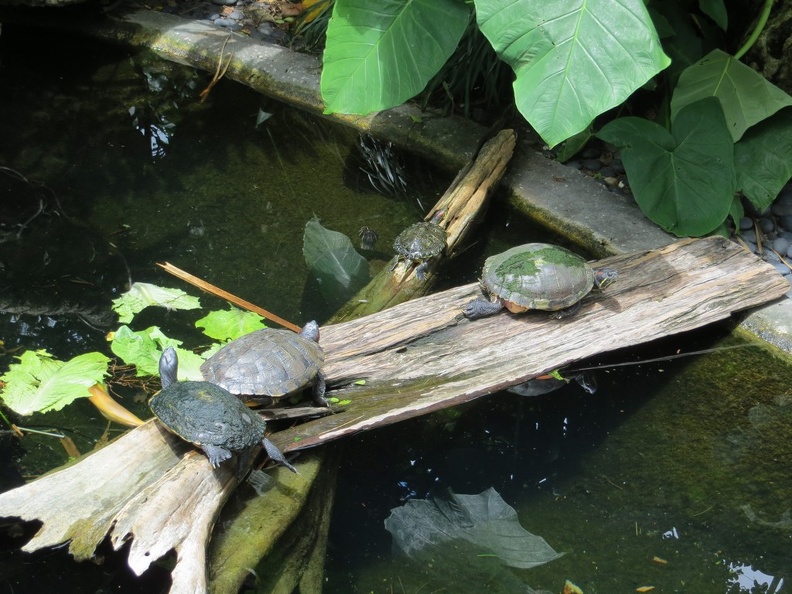 busch-gardens-tampa-028