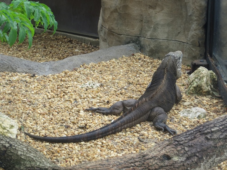 busch-gardens-tampa-029