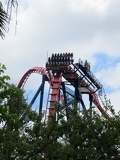 busch-gardens-tampa-033