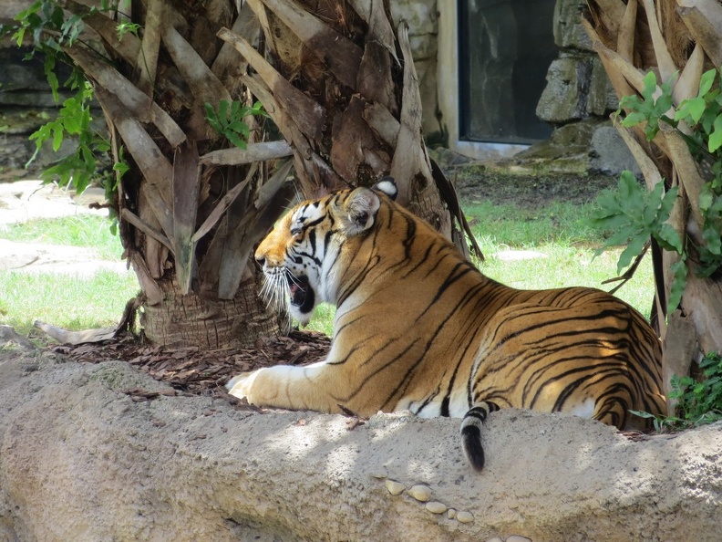 busch-gardens-tampa-050.jpg