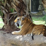 busch-gardens-tampa-050