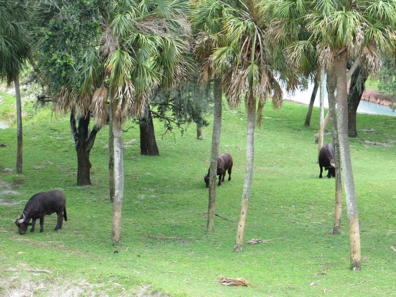 busch-gardens-tampa-078