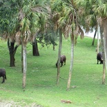 busch-gardens-tampa-078