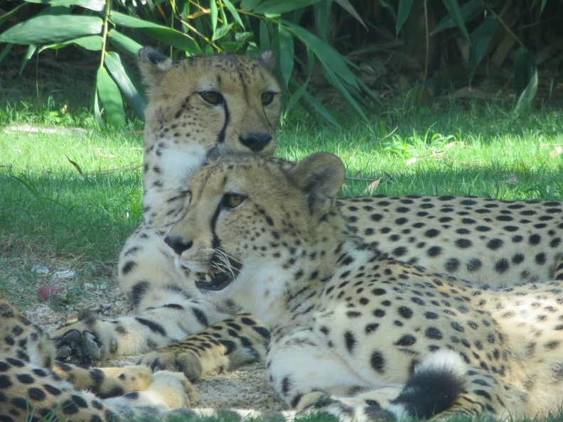 busch-gardens-tampa-094