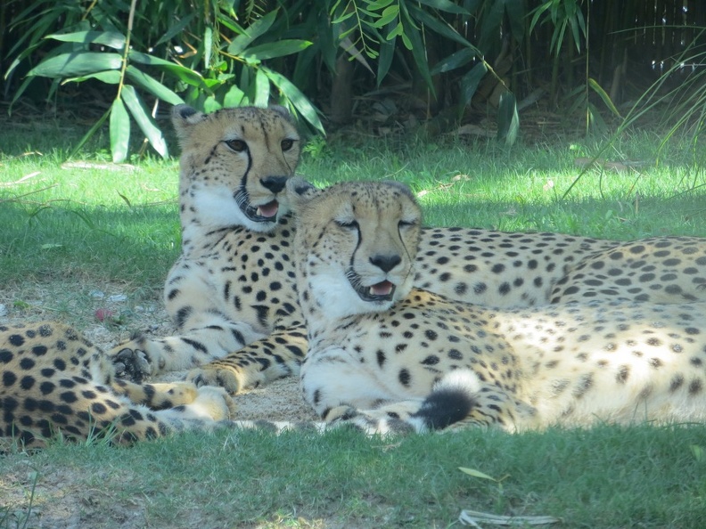 busch-gardens-tampa-095