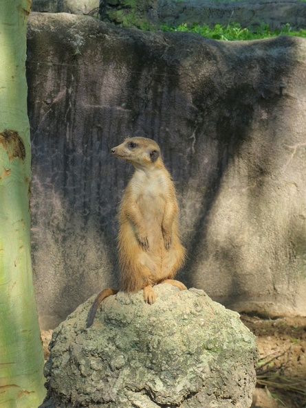 busch-gardens-tampa-104