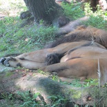 busch-gardens-tampa-105