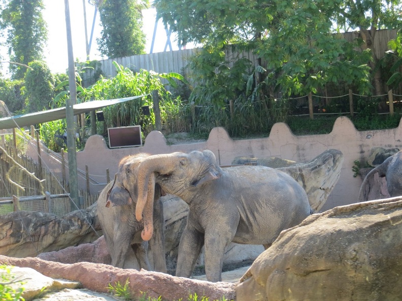 busch-gardens-tampa-109