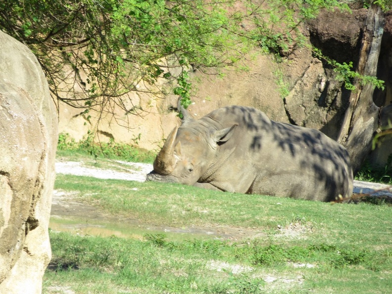 busch-gardens-tampa-111