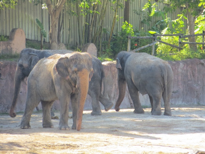 busch-gardens-tampa-113