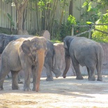 busch-gardens-tampa-113