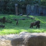 busch-gardens-tampa-116