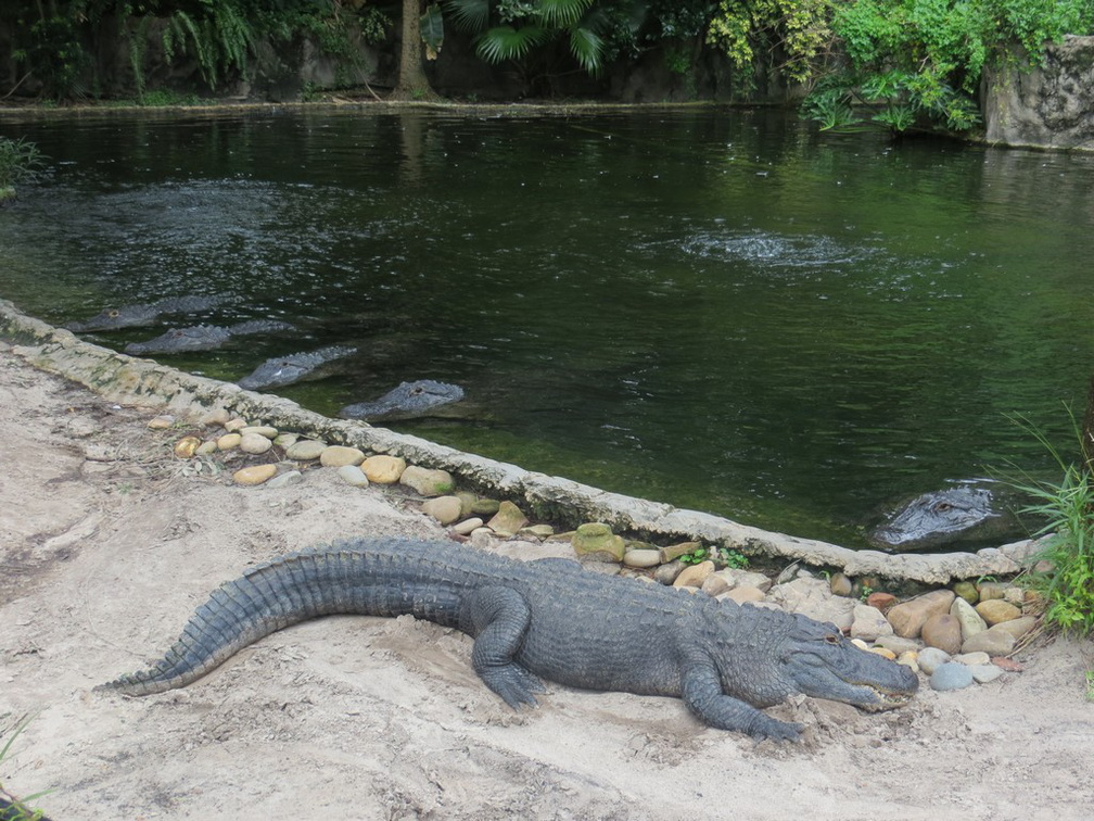 busch-gardens-tampa-003