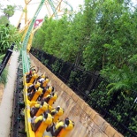 busch-gardens-tampa-013