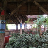 busch-gardens-tampa-017