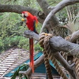 busch-gardens-tampa-022