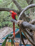 busch-gardens-tampa-022