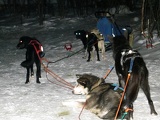 Tromsø Norway Husky Dog Sledding