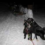 norway-tromso-husky-sledding-012