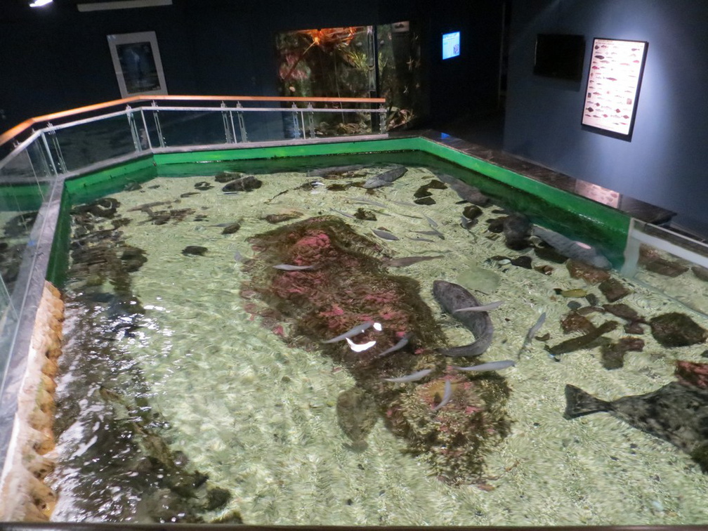 norway-tromso-polaria-aquarium-009