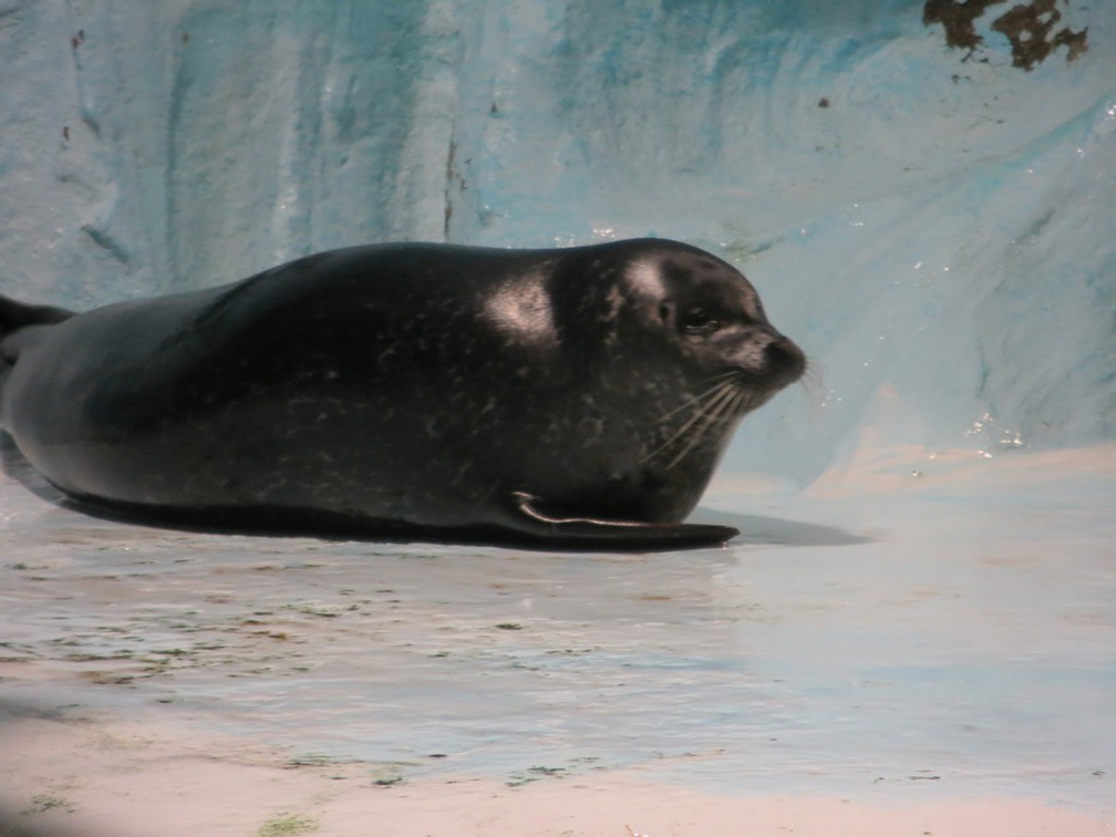 norway-tromso-polaria-aquarium-015