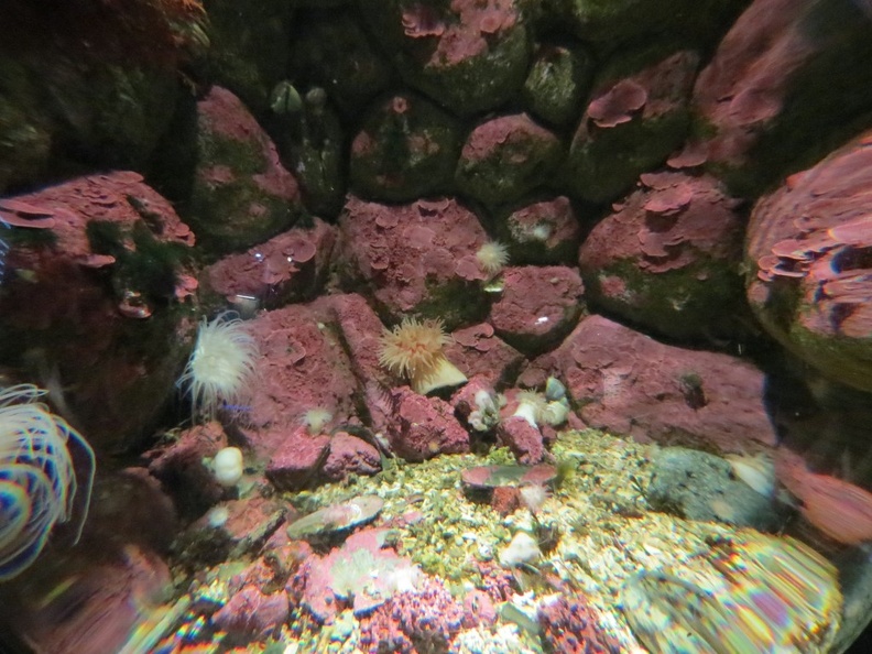 norway-tromso-polaria-aquarium-024