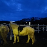 iceland-horse-ride-011