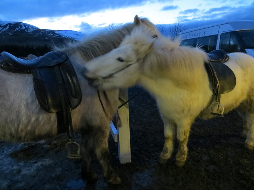 iceland-horse-ride-027