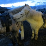 iceland-horse-ride-027