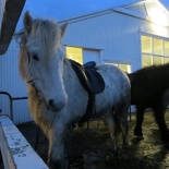 iceland-horse-ride-028