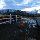 iceland-horse-ride-029